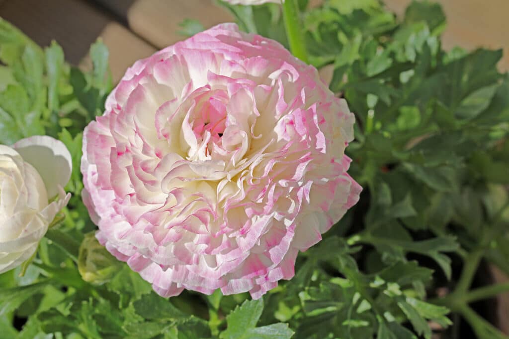 Ranunculus asiaticus