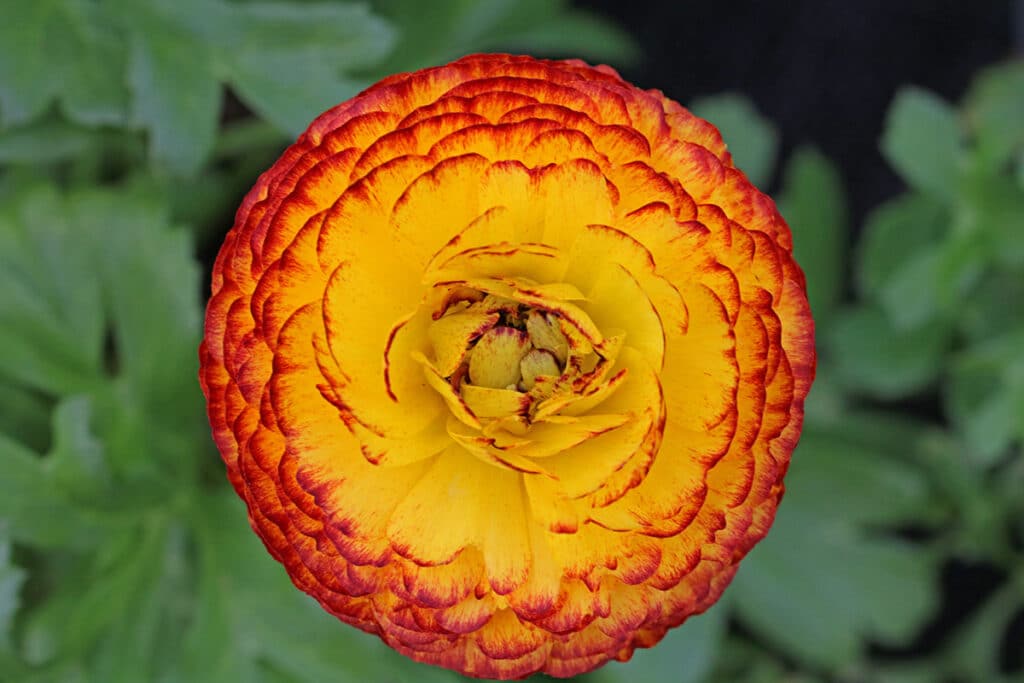 Ranunculus asiaticus