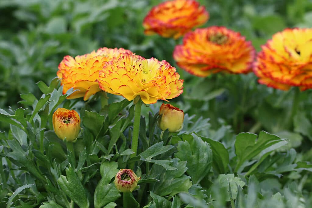 Ranunculus asiaticus