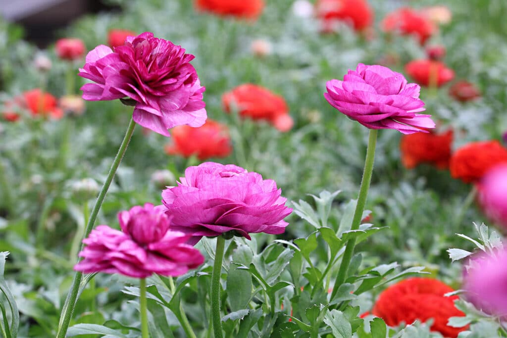 Ranunkel (Ranunculus asiaticus)