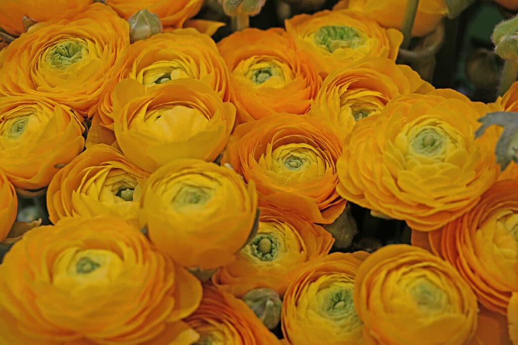 Ranunkel (Ranunculus asiaticus)