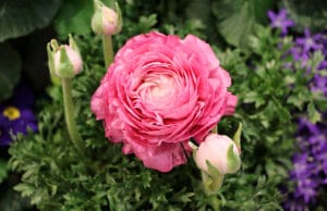 Ranunkel (Ranunculus asiaticus)