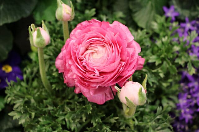 Ranunkel (Ranunculus asiaticus)