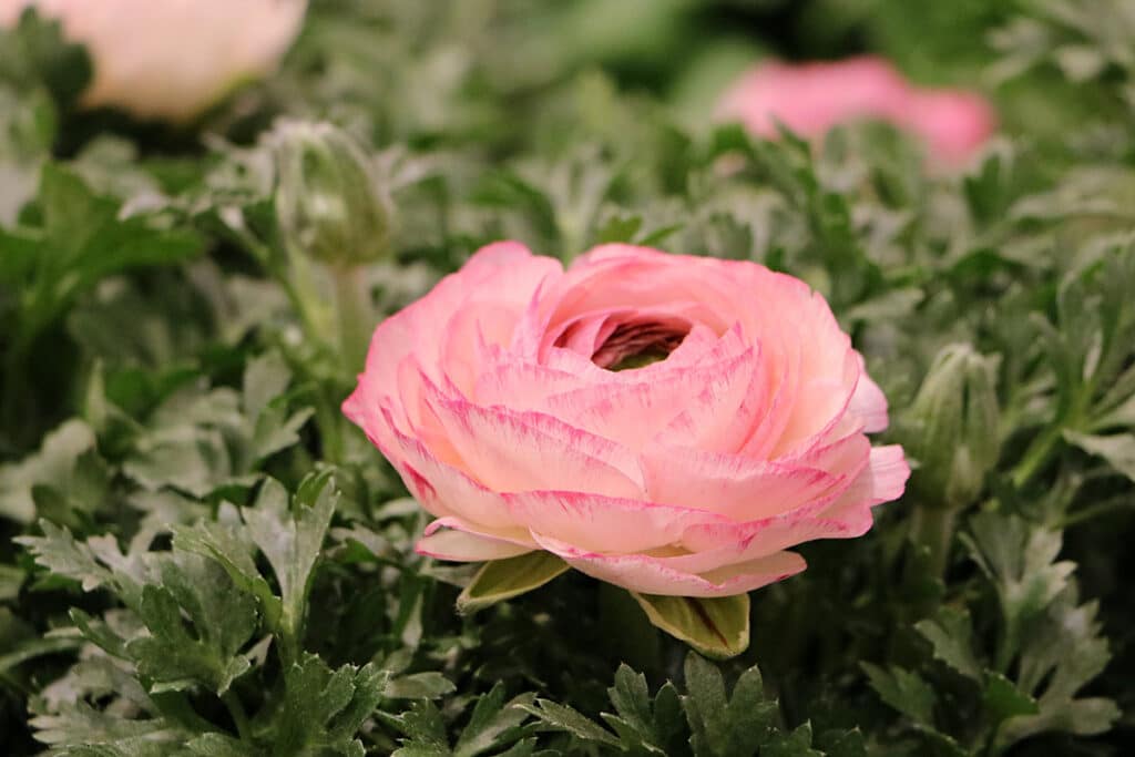 Ranunkel (Ranunculus asiaticus)