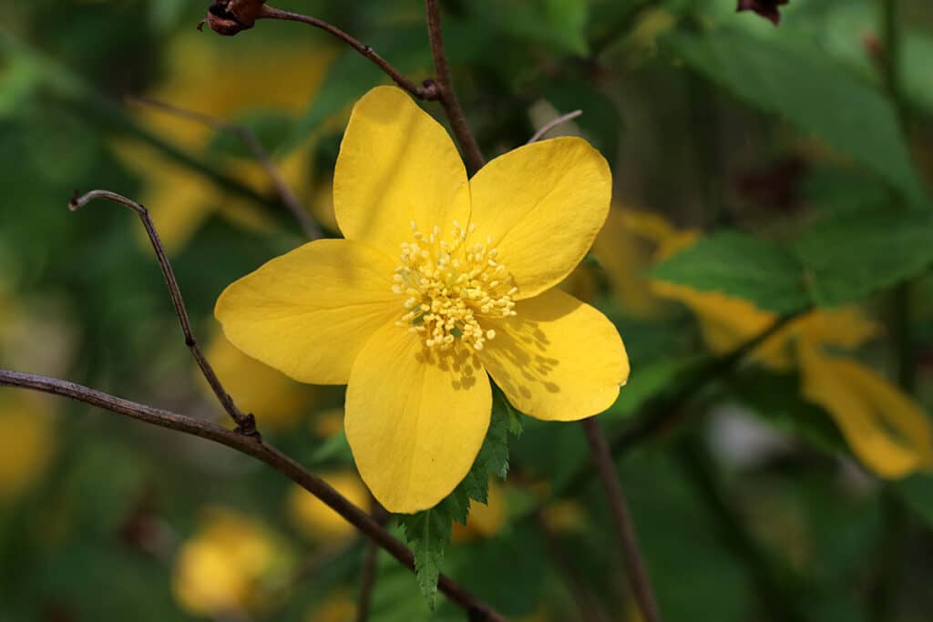 Ranunkelstrauch (Kerria japonica)