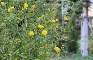 Ranunkelstrauch (Kerria japonica)