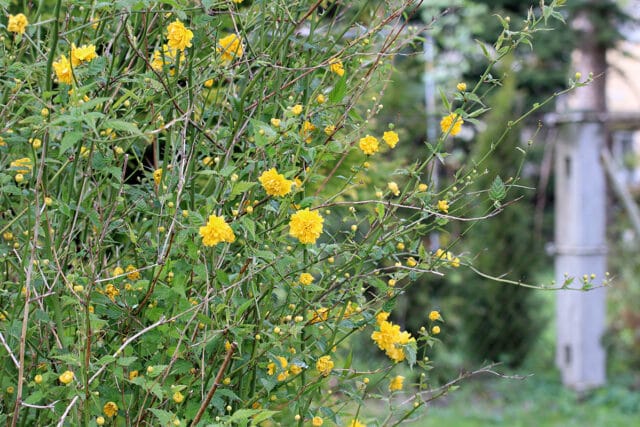 Ranunkelstrauch (Kerria japonica)