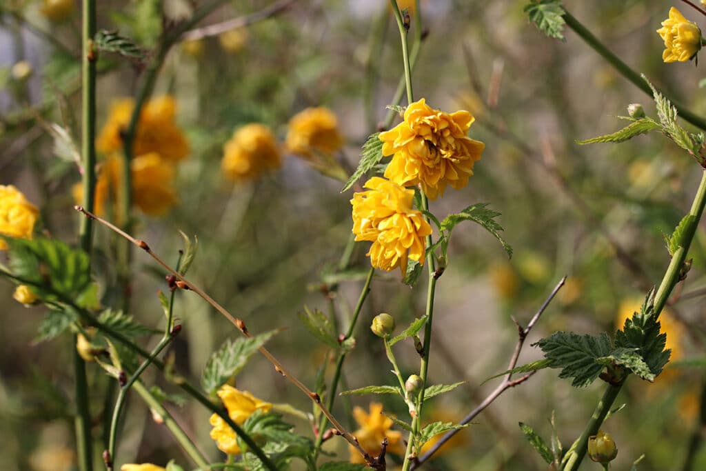 Kerria japonica