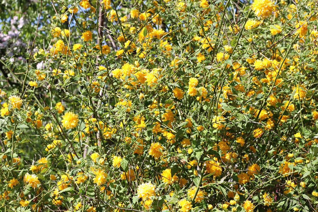 Ranunkelstrauch (Kerria japonica)