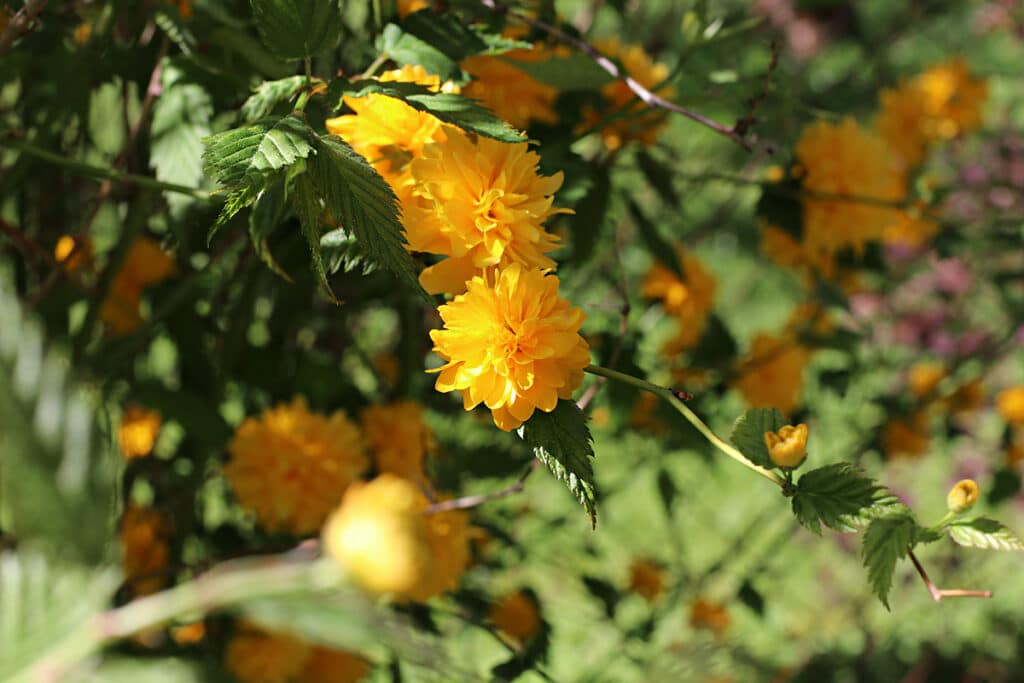 Ranunkelstrauch (Kerria japonica)