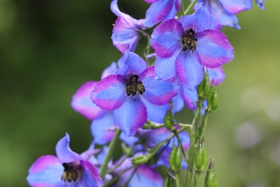 Delphinium