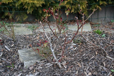 Rosenpflege im Herbst