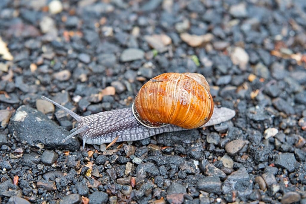 Schnecken