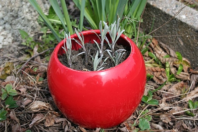 Lavandula angustifolia im Topf