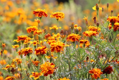 Tagetes