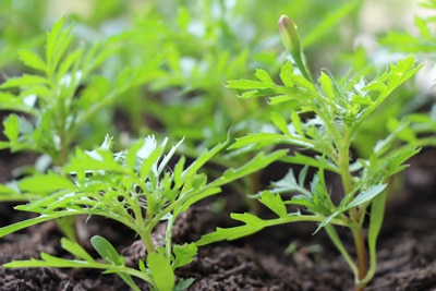 Tagetes