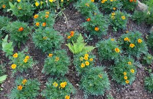 Studentenblume
