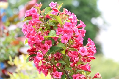 Weigela