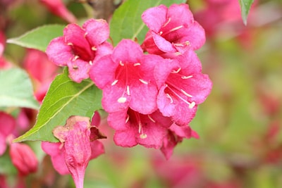 Weigela