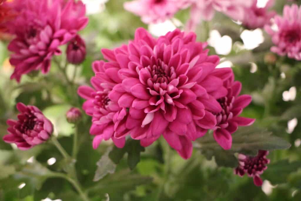 Chrysanthemen