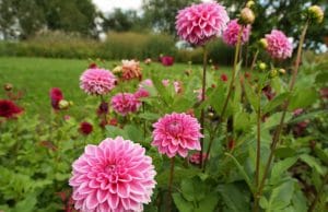 Dahlien überwintern