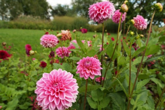 Dahlien überwintern