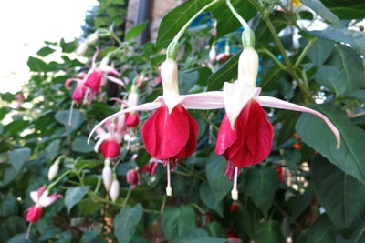 Fuchsien überwintern