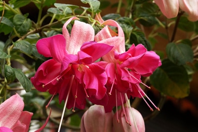 Fuchsia