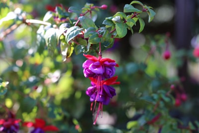 Fuchsien überwintern