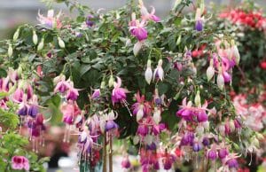 Fuchsien überwintern