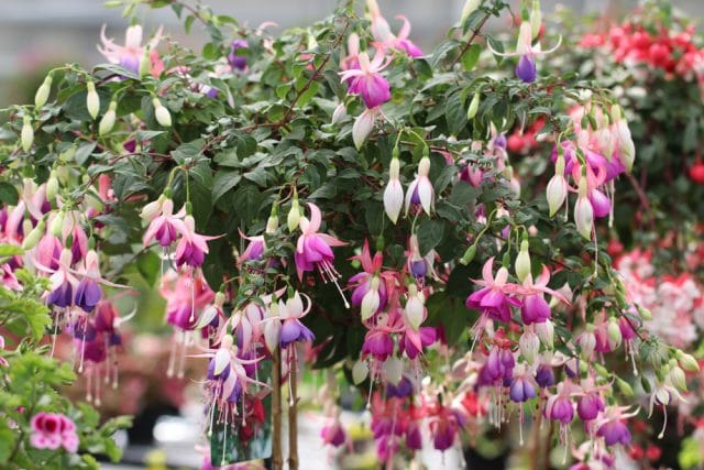 Fuchsien überwintern