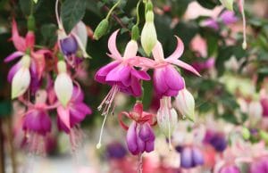 Fuchsien