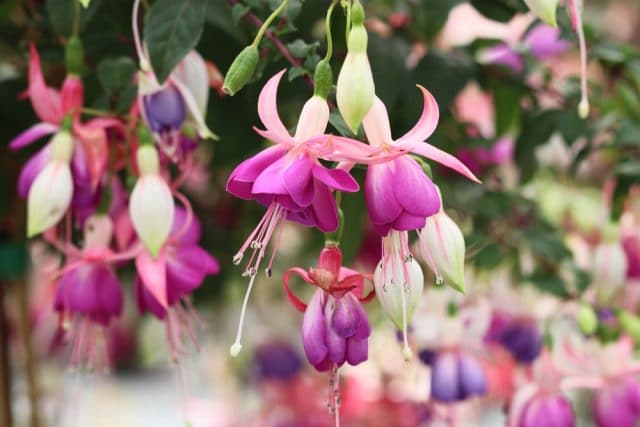 Fuchsien