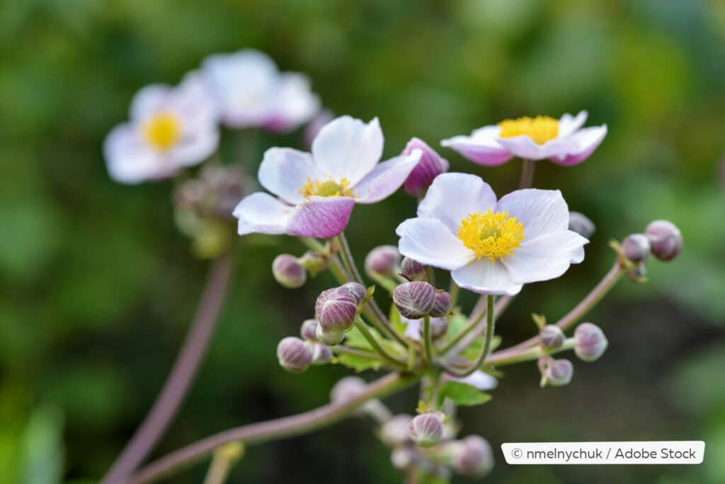 Herbstanemone (Anemone hupehensis)