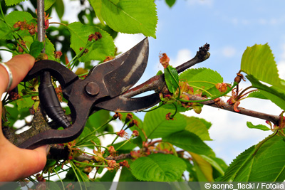 Kirschbaum schneiden