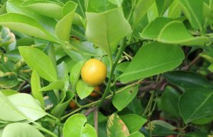 Kumquat