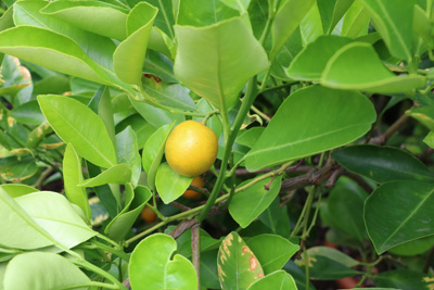 Kumquat