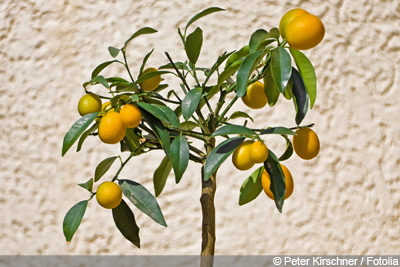 Kumquat