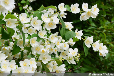 Jasmin-Pflanze, falscher Jasmin