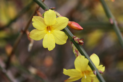 Winterjasmin