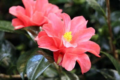 Camellia japonica