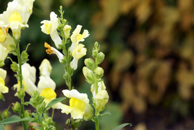 Löwenmaul Antirrhinum 