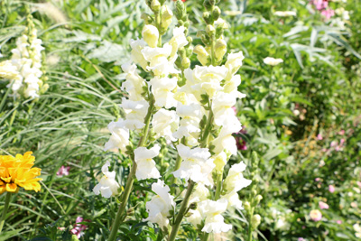 Löwenmaul Antirrhinum 