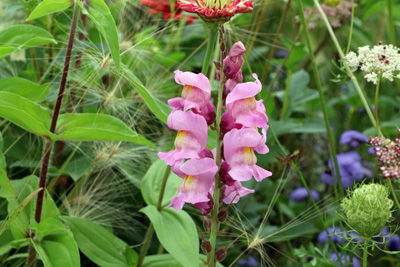 Löwenmaul Antirrhinum 