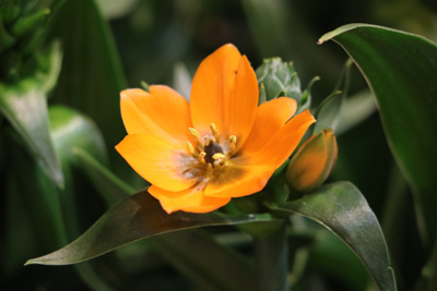 Milchstern Ornithogalum Pflege