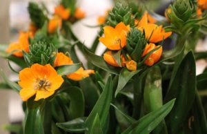 Milchstern Ornithogalum Pflege