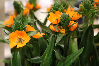 Pflege Des Milchstern Ornithogalum Dubium Gartendialog De