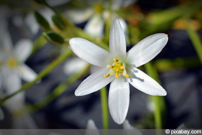 Milchstern Ornithogalum Pflege