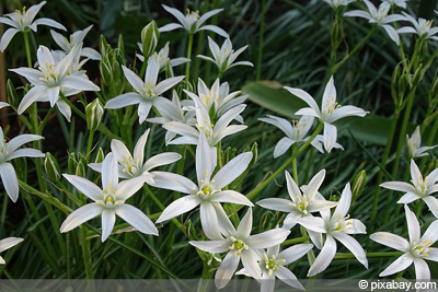 Pflege Des Milchstern Ornithogalum Dubium Gartendialog De