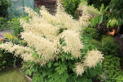 Prachtspiere Astilbe